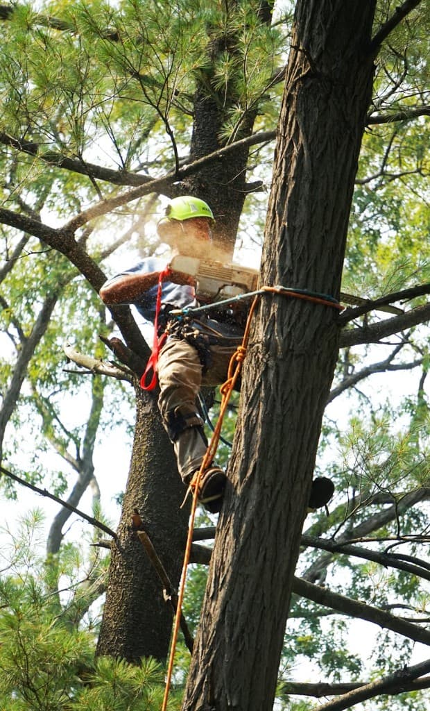 Arborist in climbing gear using a chainsaw on a large tree trunk—professional removal and trimming
